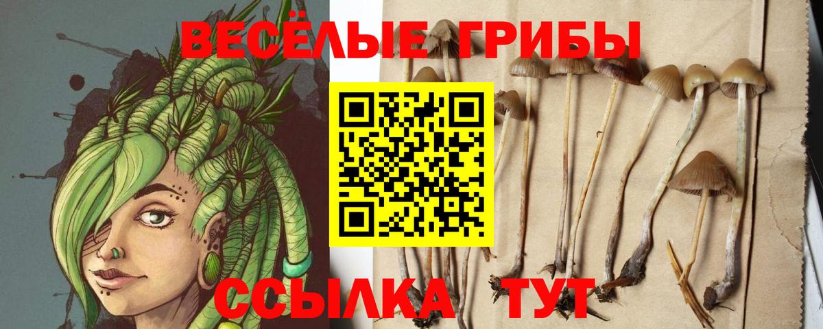 Галлюциногенные грибы Psilocybe Саки
